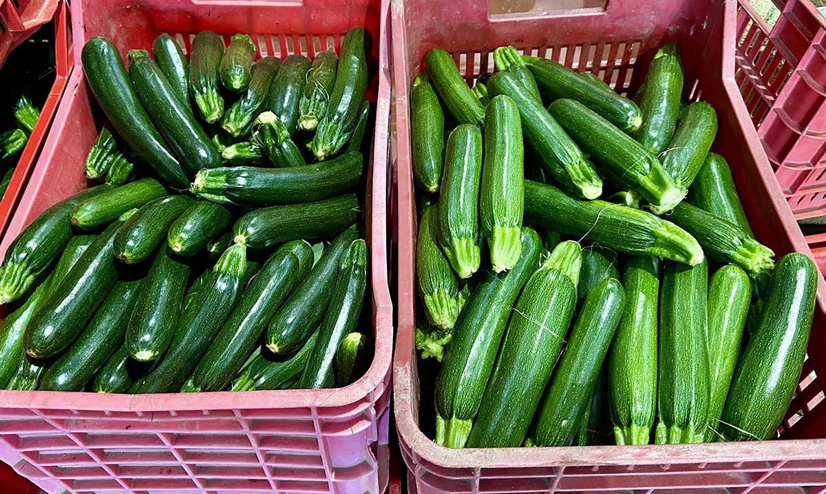 Zucchine scure, origine Lazio, 1,00/1,20 euro al chilo